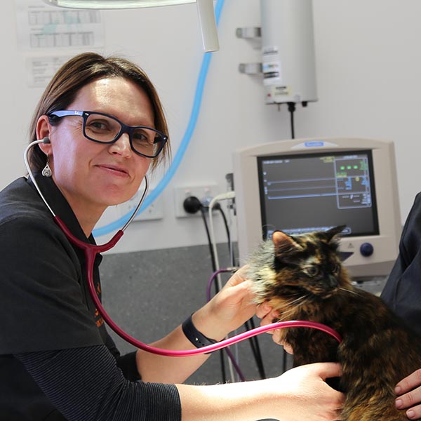 Newman Vet Hospital - Our Services